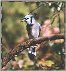 Back Yard Birds - bluejay04.jpg --> Blue Jay
