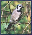 Back Yard Birds - BlueJay05.jpg --> Blue Jay