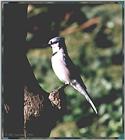 Back Yard Birds - bluejay07.jpg --> Blue Jay