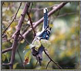 Back Yard Birds -- Bluejay falling over -- bluejay070398b.jpg