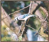 Back Yard Birds - Bluejay10.jpg