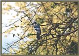 Back Yard Birds - bluejay11.jpg