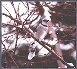 Back Yard Birds - Mostly Reposts - bluejay12.jpg --> Blue Jay