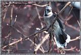 Backyard Birds -- bluejay14.jpg --> Blue Jay