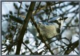 Back Yard Birds - Blue Jay