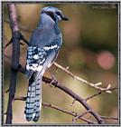 Re: Back Yard Birds -- bluejay (repost) --> Blue Jay