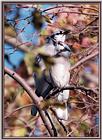 Back Yard Birds -- Pair Of Jays -- bluejay981001c.jpg --> Blue Jay