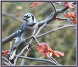 Backyard Birds -- Bluejay981114.jpg --> Blue Jay