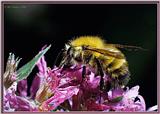 Back Yard Bee -- Bumble Bee On Purple Loosestrife -- bee.jpg