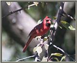 Back Yard Birds -- cardinal.jpg --> Northern Cardinal