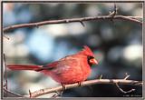 Back Yard Birds -- male northern cardinal -- cardinal010199.jpg