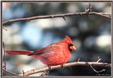 Back Yard Birds -- male northern cardinal -- cardinal010199.jpg