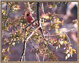 Back Yard Birds -- cardinal0498.jpg --> Northern Cardinal
