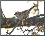 Back yard Birds - sparrow0498.jpg --> House Sparrow