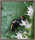 Back Yard Bugs -- fly980801b.jpg