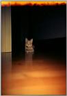 My cat, Pandora  -- Pandora.jpg