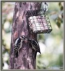 Back Yard Birds - downy woodpeckers - downy01.jpg