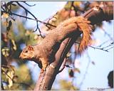 Fox Squirrel - squirrel09.jpg