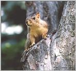 Squirrel - squirrel01.jpg