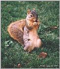 Squirrel - squirrel02.jpg