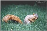 Squirrel - squirrel03.jpg