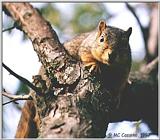 Squirrel - squirrel04.jpg