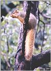 Squirrel - squirrel05.jpg