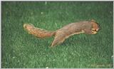 Squirrel - squirrel08.jpg