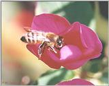Invertebrates - Honey Bee - Bee-f.jpg