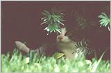 Pictures Of Cats - stranger01.jpg