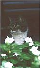 Picutes Of Cats - Waif02.jpg