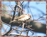 Back Yard Birds - house sparrow01.jpg