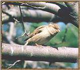 Back Yeard Birds - house sparrow04.jpg