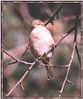 Back Yard Birds - house sparrow05.jpg