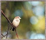 Back Yard Birds -- House Sparrow -- hsparrow981001.jpg