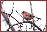 Back yard Birds -- house finch01.jpg --> House Finch