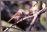 Back Yard Birds -- house sparrow -- sparrow980101.jpg