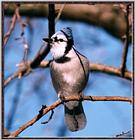 Resuming Transmission -- January 1998 images --> Blue Jay