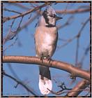 Resuming Transmission -- January 1998 images --> Blue Jay