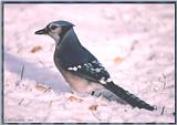 Resuming Transmission -- January 1998 images --> Blue Jay