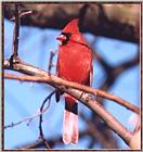 Resuming Transmission -- January 1998 images --> Northern Cardinal