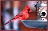 Resuming Transmission -- January 1998 images --> Northern Cardinal