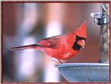 Resuming Transmission -- January 1998 images --> Northern Cardinal