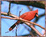 Resuming Transmission -- January 1998 images --> Northern Cardinal