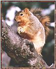 Resuming Transmission -- January 1998 images --> American Fox Squirrel