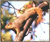 Resuming Transmission -- January 1998 images --> American Fox Squirrel