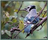 July Birds --> Blue Jay