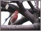 July Birds --> House Finch