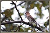 July Birds --> House Finch