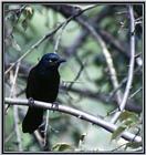 July Birds --> Common Grackle, Quiscalus quiscula